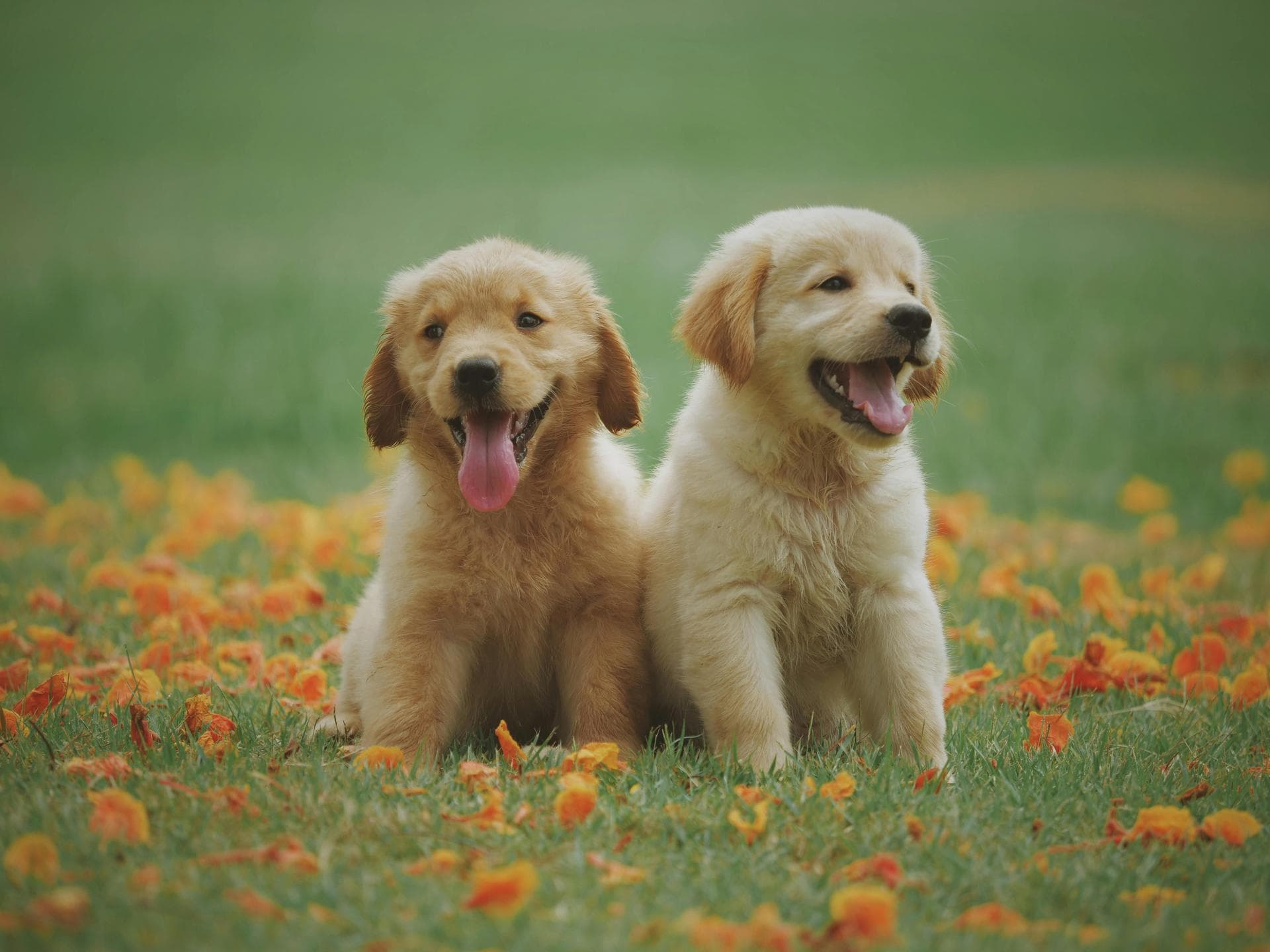 Dog & Cat Vets in Greensboro